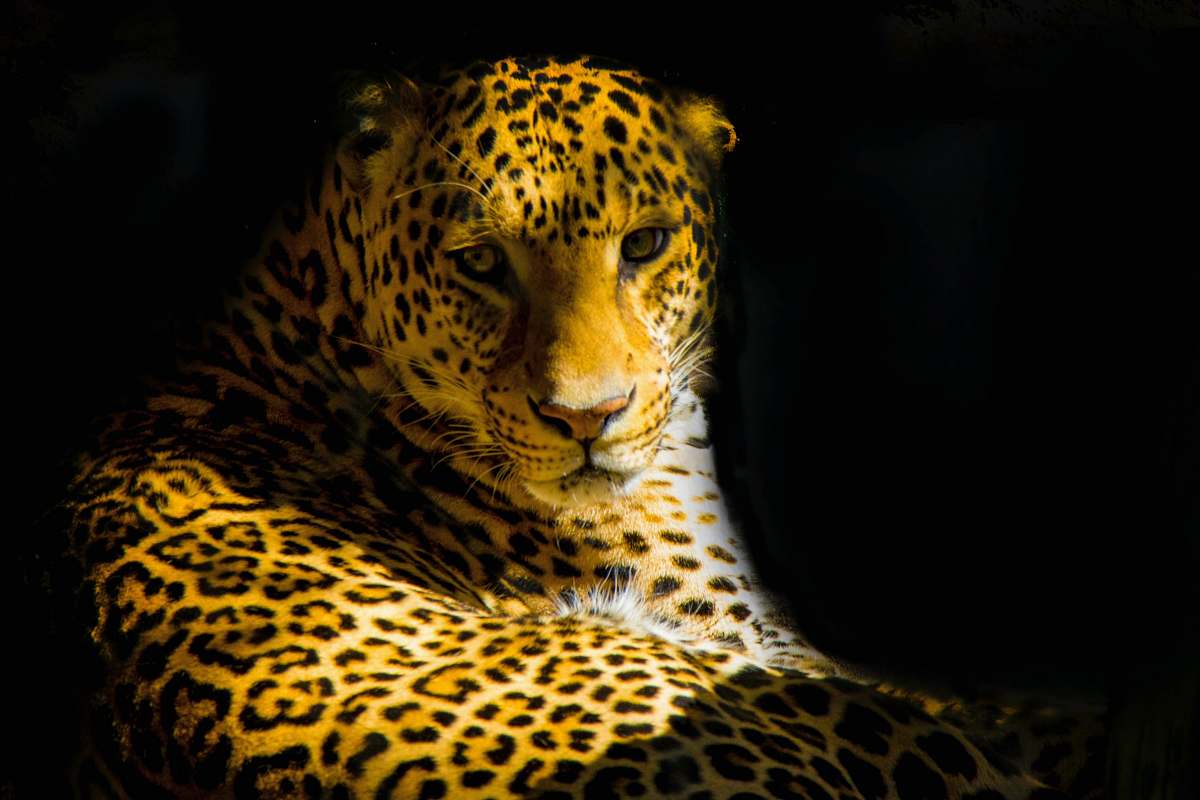 leopard closeup photo of leopard wildlife