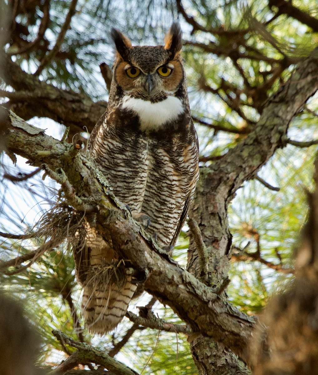 bird depth of field photography of owl on tree branch owl