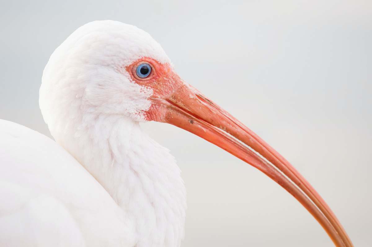 bird depth photography of white bird with long nose beak