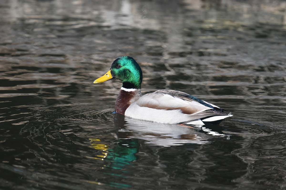 bird duck floats on the water duck