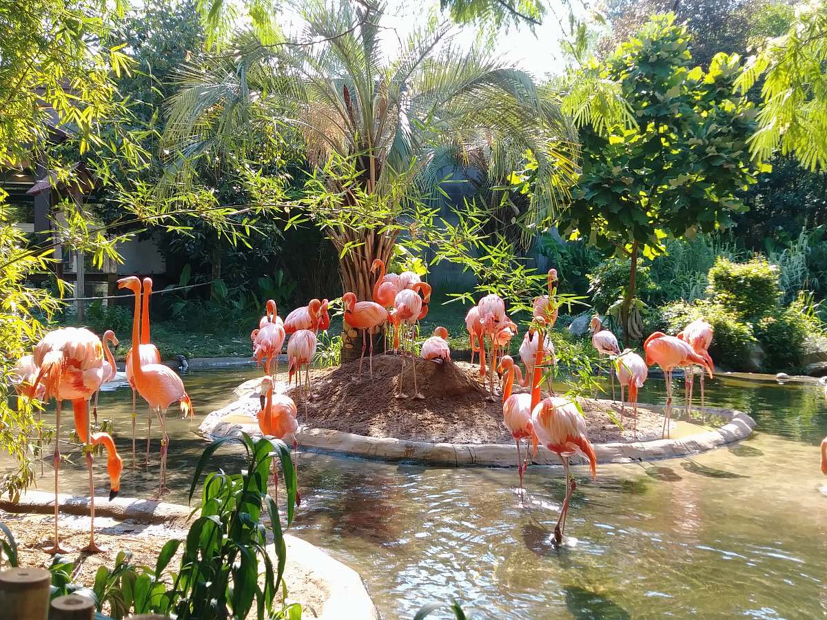flock flamingo on pond columbia