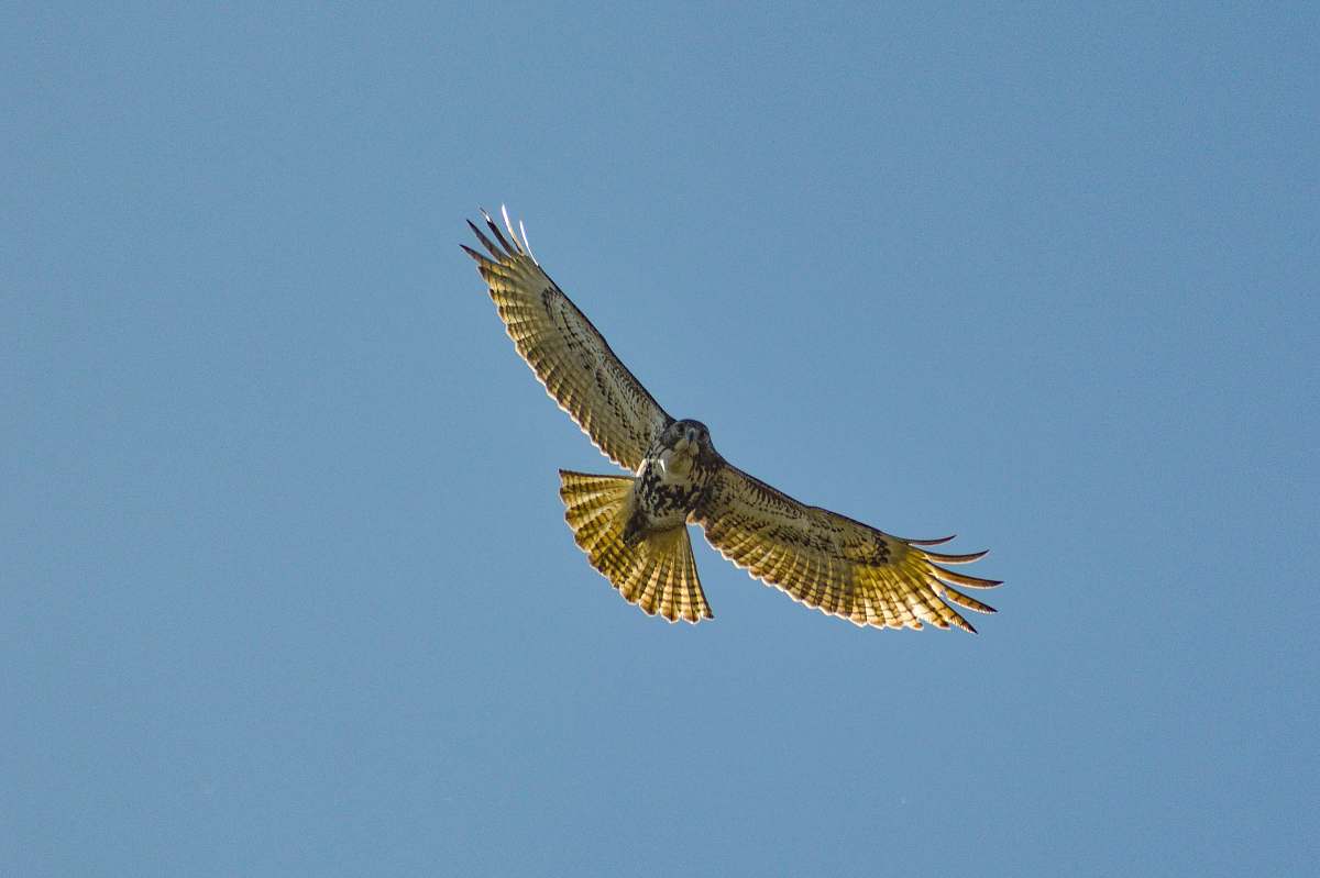 bird flying hawk in sky hawk