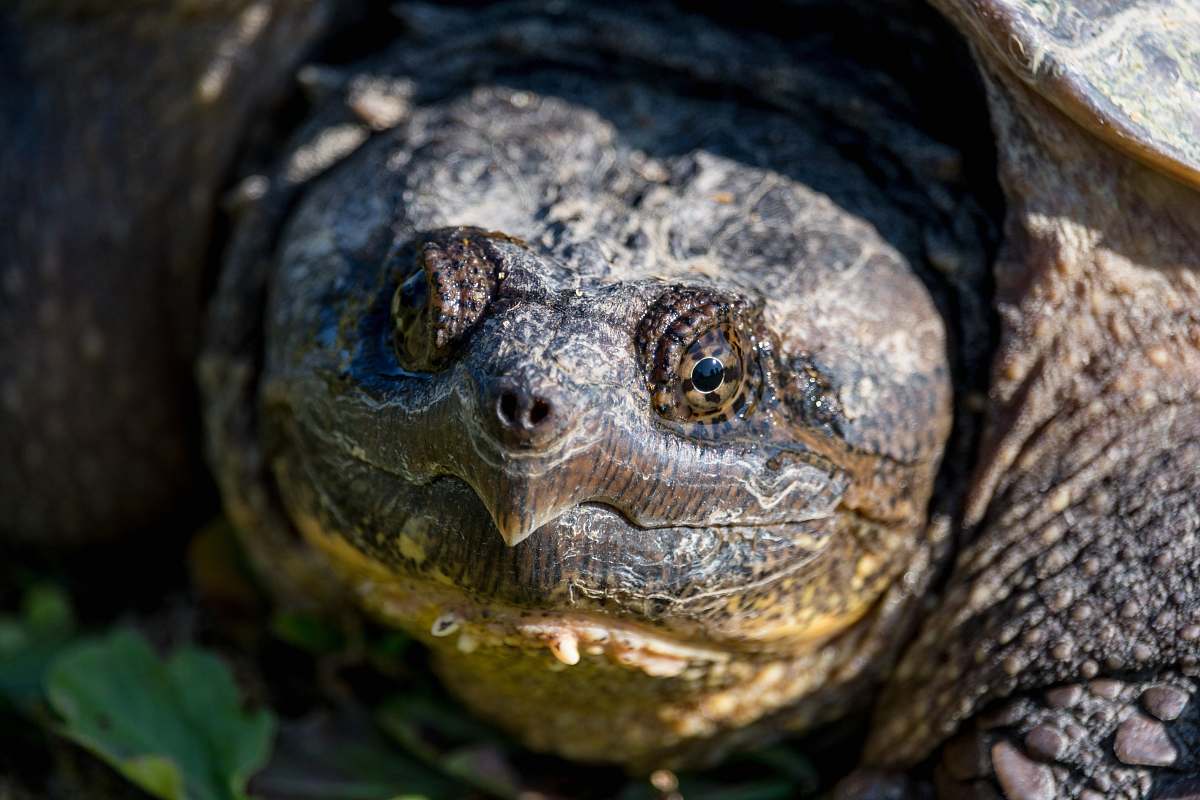 tortoise focus photo of turtle turtle