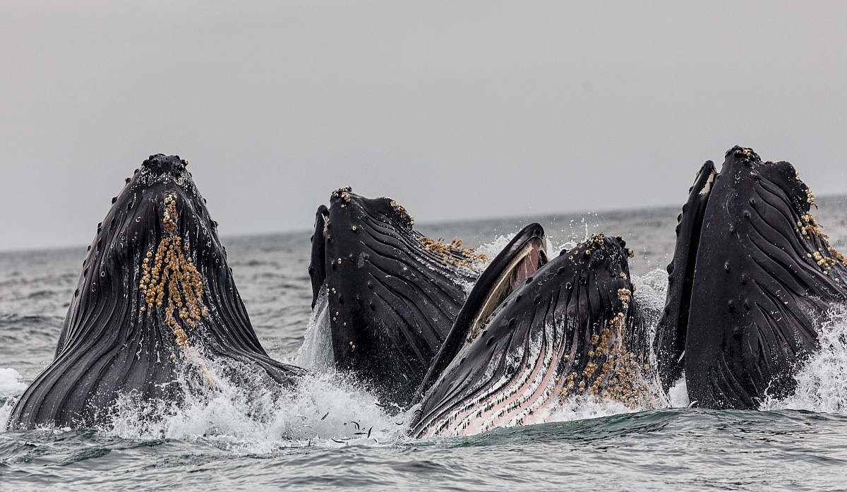 whale four shale in body of water under cloudy sky mammal