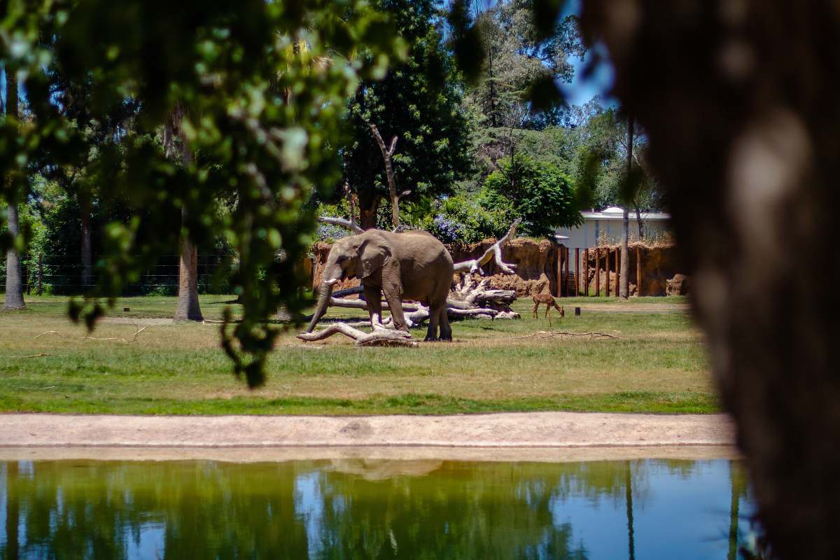 elephant gray elephant on grass field mammal