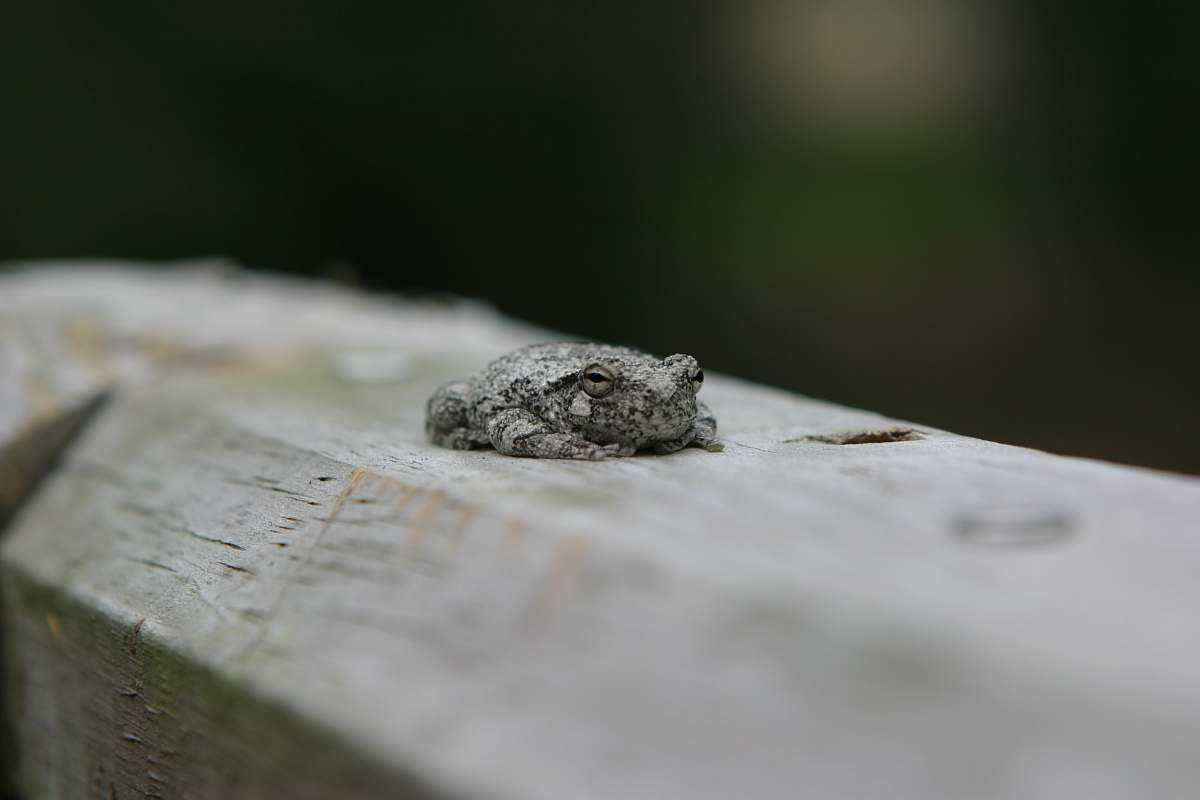 amphibian gray frog wildlife