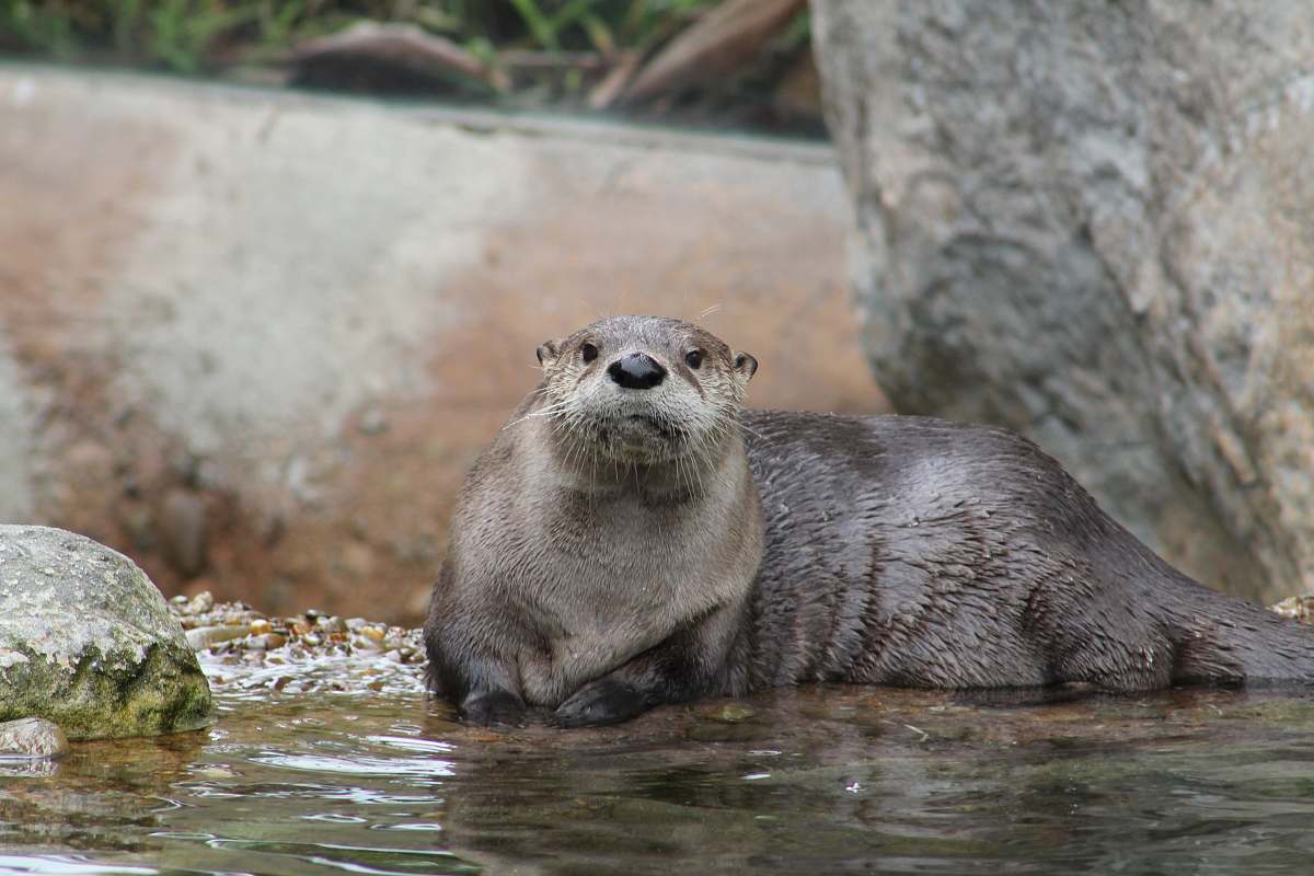 mammal gray sea lion on body of water otter