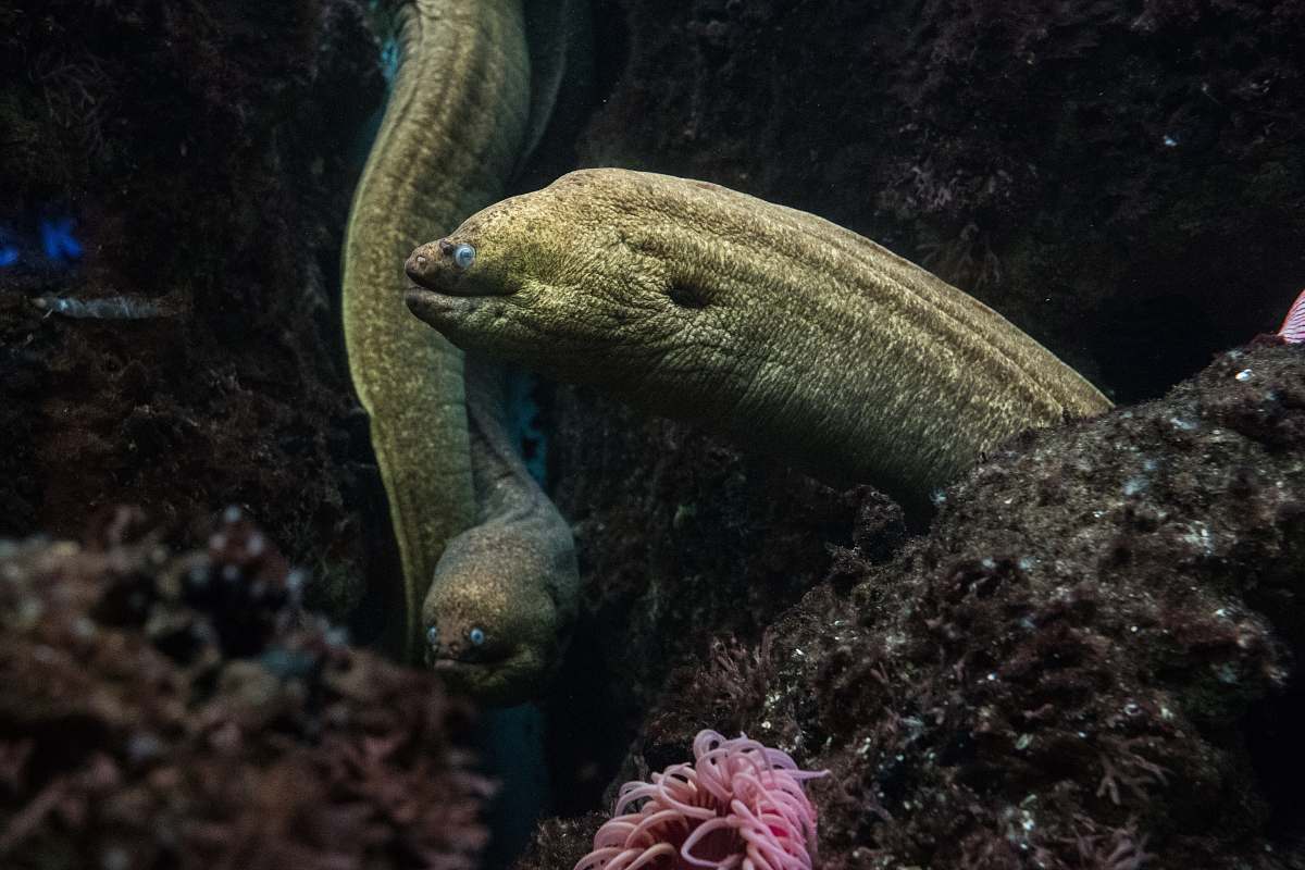 eel green snake fish fish