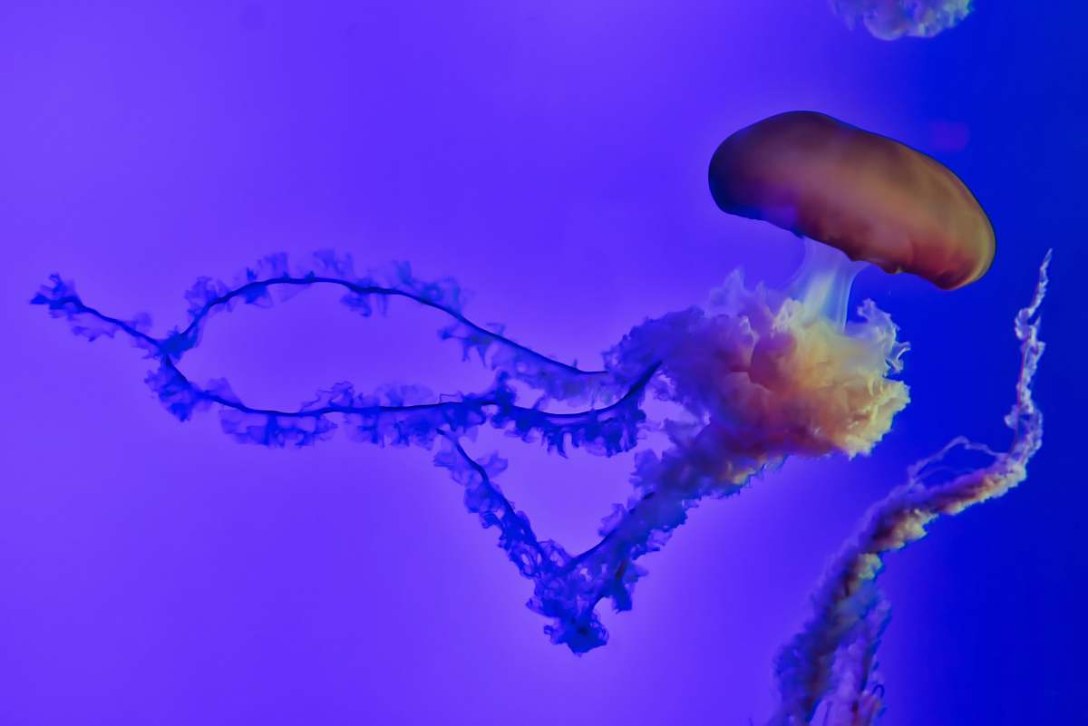 invertebrate jellyfish underwater jellyfish
