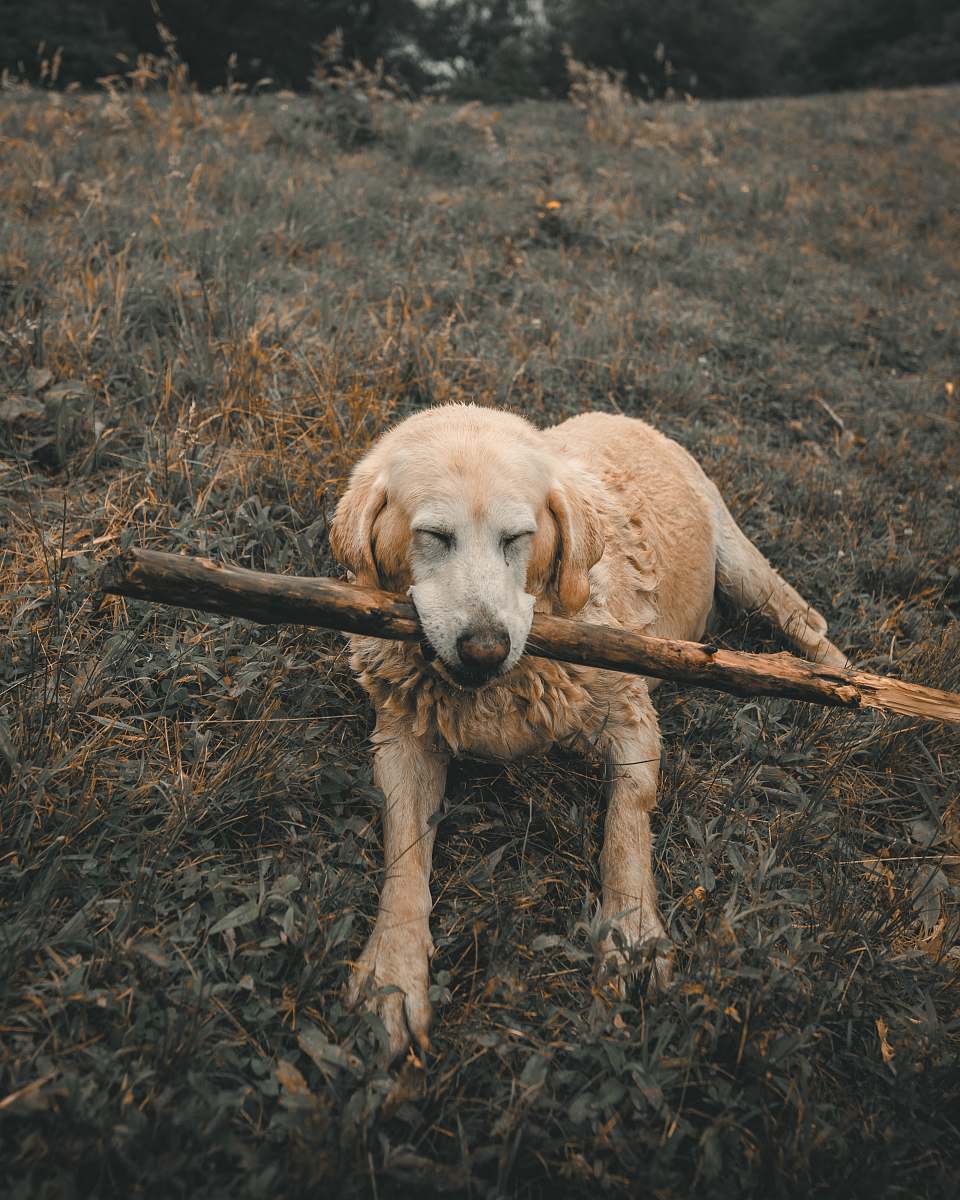canine long-coated brown dog dog