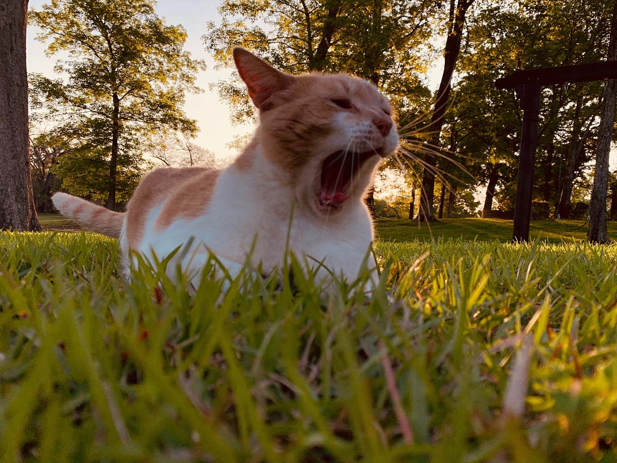 plant orange and white cat on green grass field during daytime grass