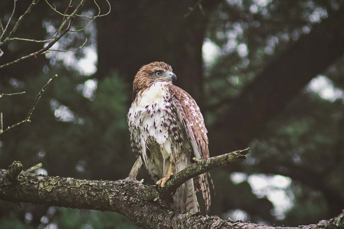 bird perched eagle buzzard