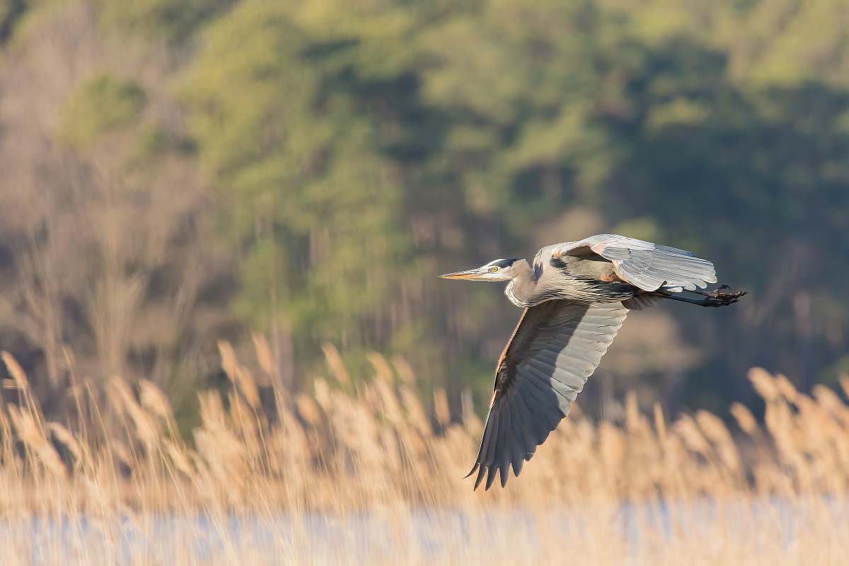 bird photo of pelican flying heron