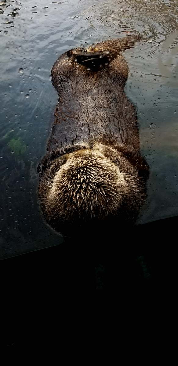 wildlife photography of hedgehog swimming on water beaver
