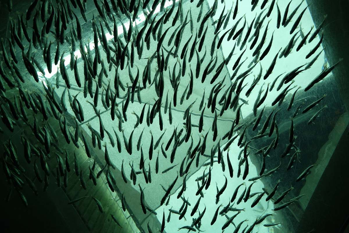 fish school of fish herring