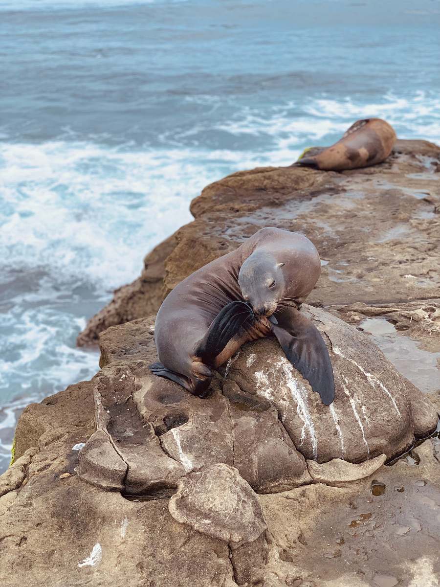 mammal sea lion on rock formation during daytime sea life