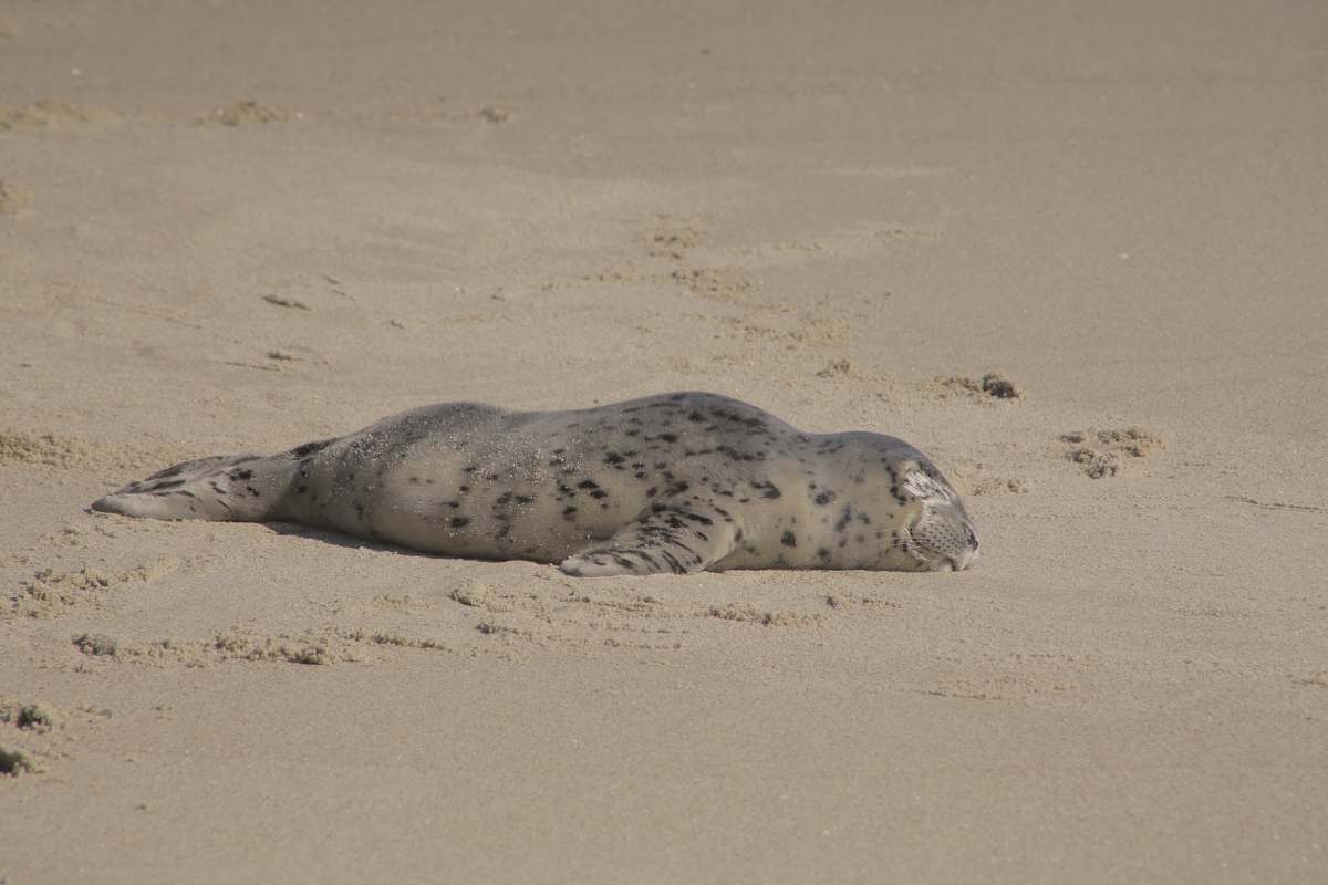 seal seal lying on brown sand mammal