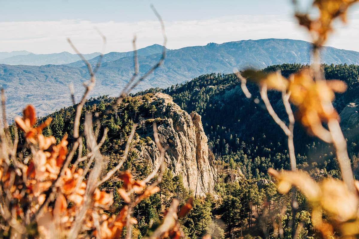 canine selective focus landscape photography of mountain filled with trees dog
