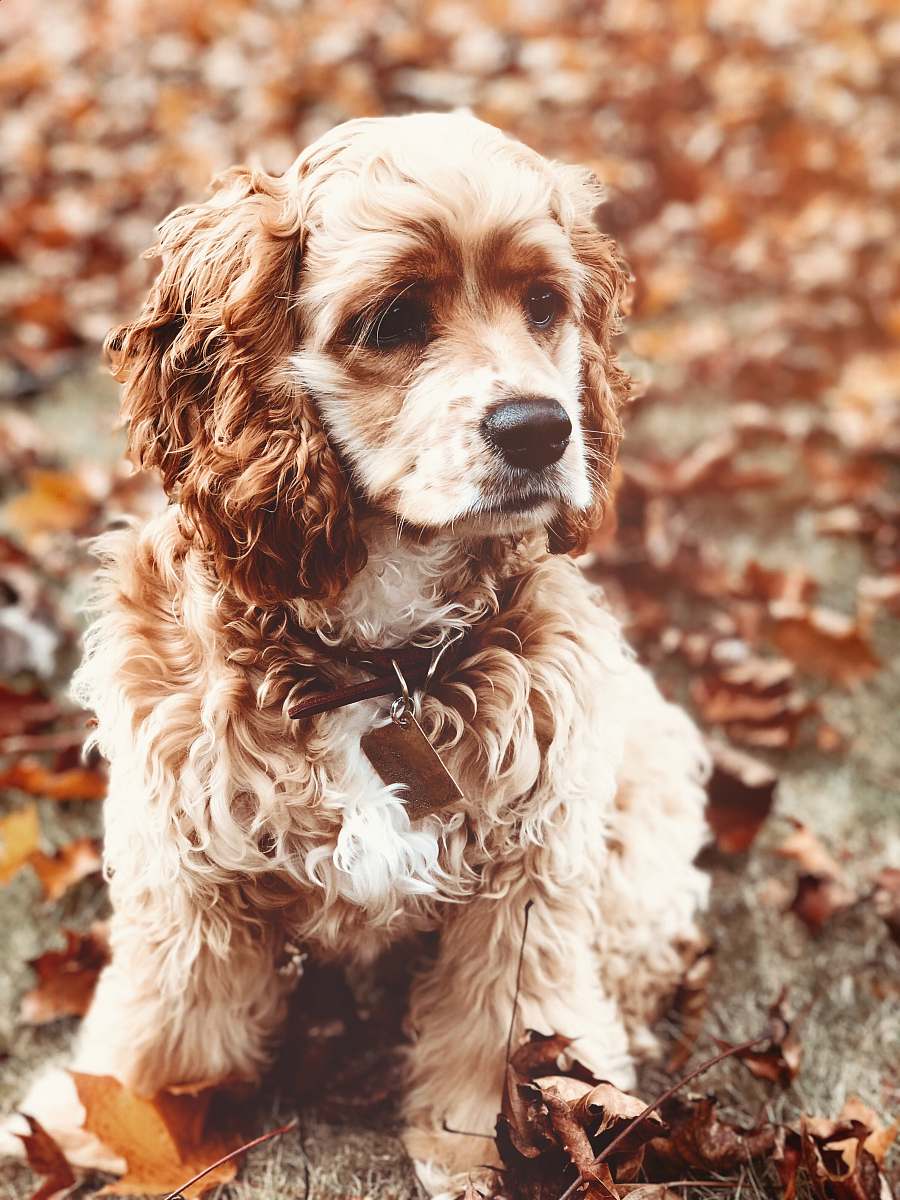 dog selective focus photography of brown curly coated dog pet