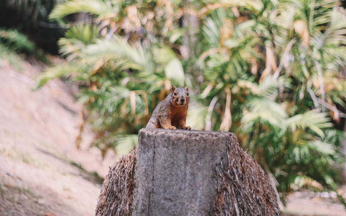 squirrel selective focus photography of brown squirrel mammal