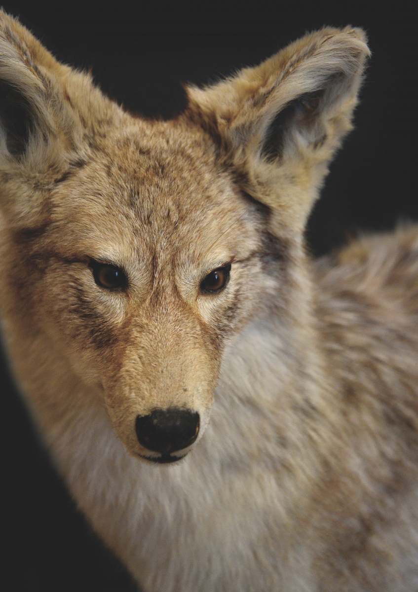 coyote selective focus photography of brown wolf mammal