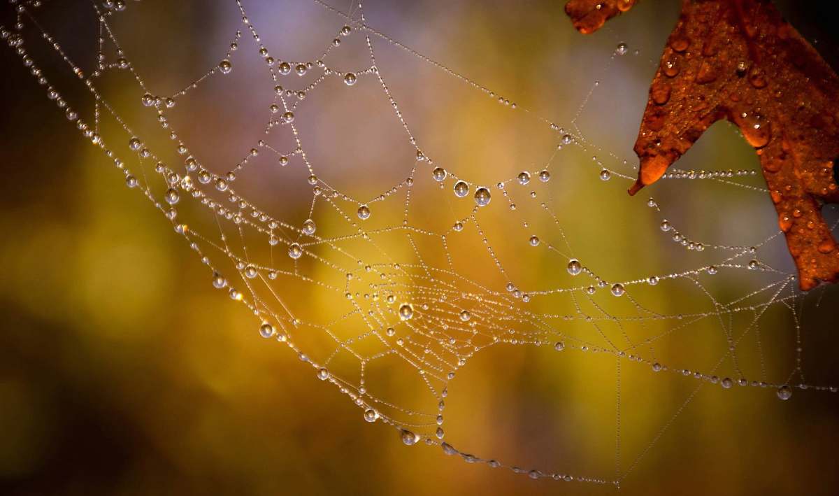 spider selective focused photo of a spider web with water drops arachnid