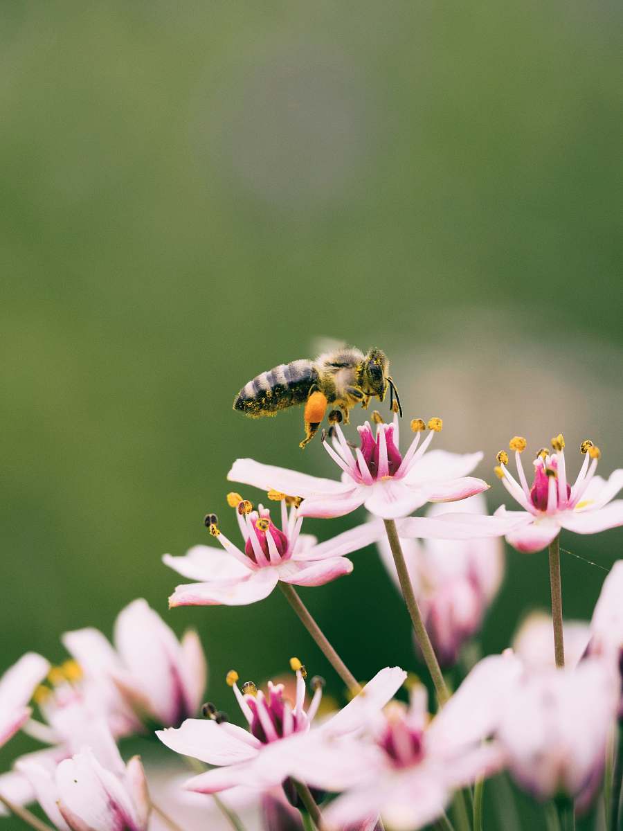 bee shallow focus photography of bee on flower flower