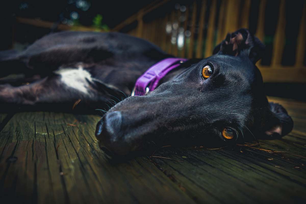 dog short-coated black dog lying on brown wooden surface pet