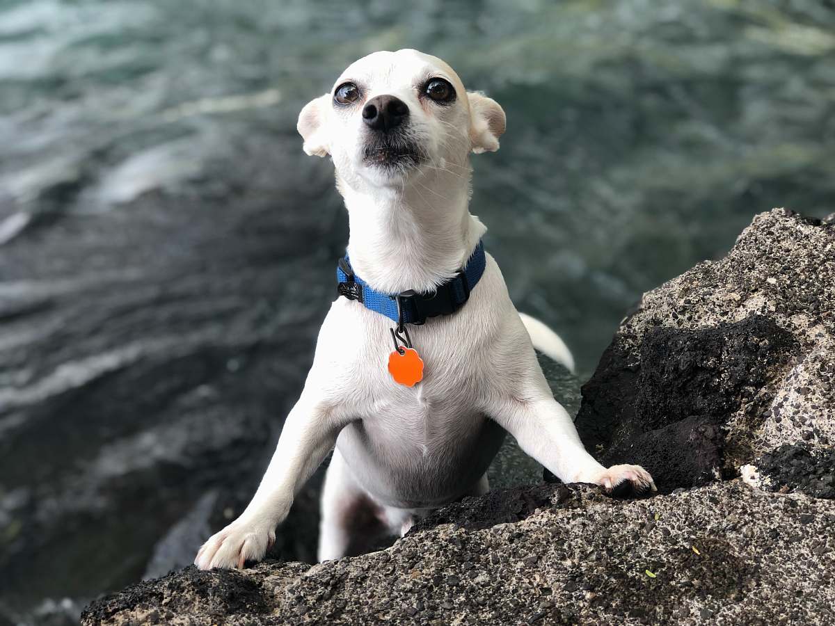 canine short-coated white dog mammal