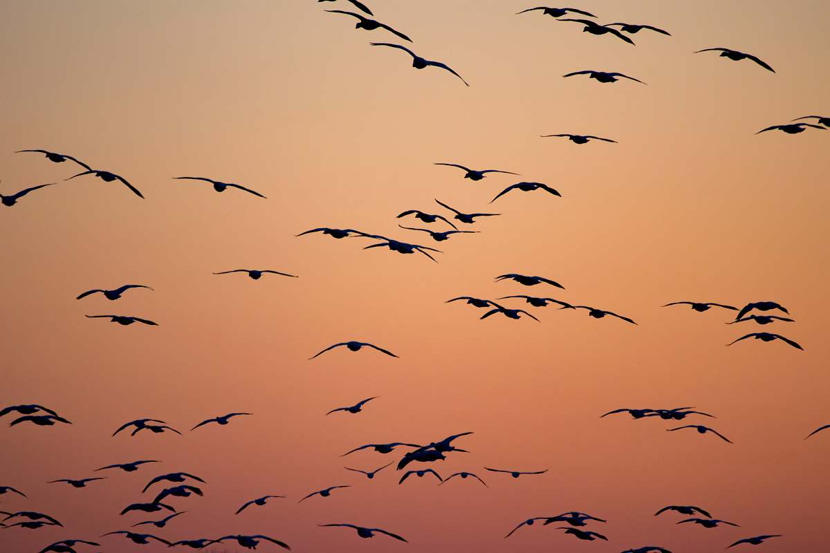 flock silhouette of birds flying during orange sunset middle creek wildlife management area