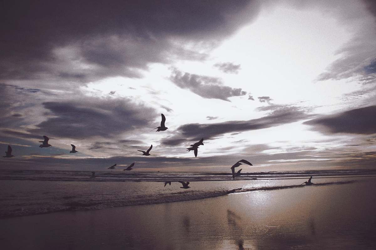 bird silhouette photography flight of birds flying