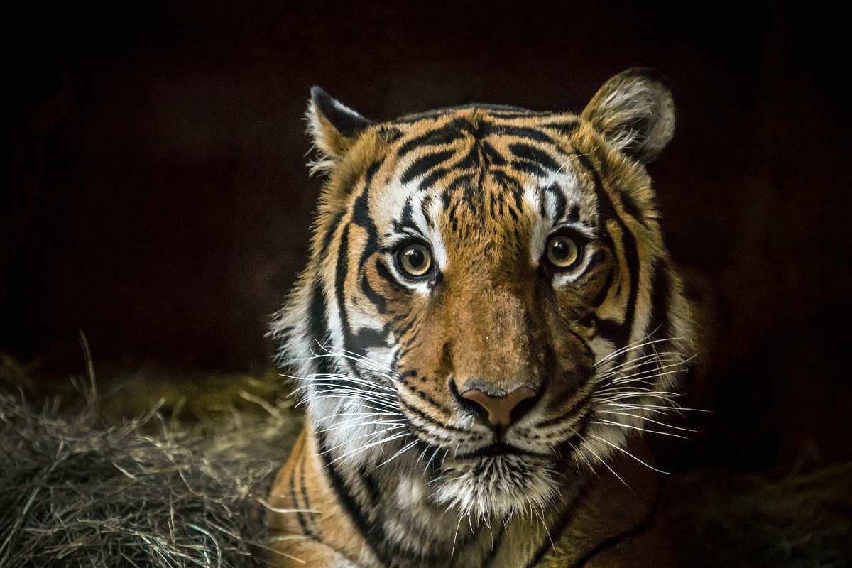 tiger tiger with black background mammal