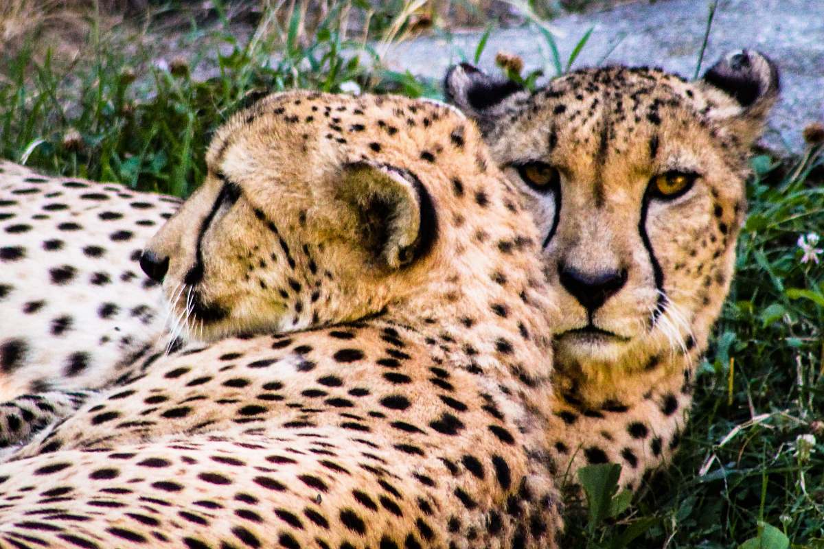 panther two cheetahs lying on green grass wildlife