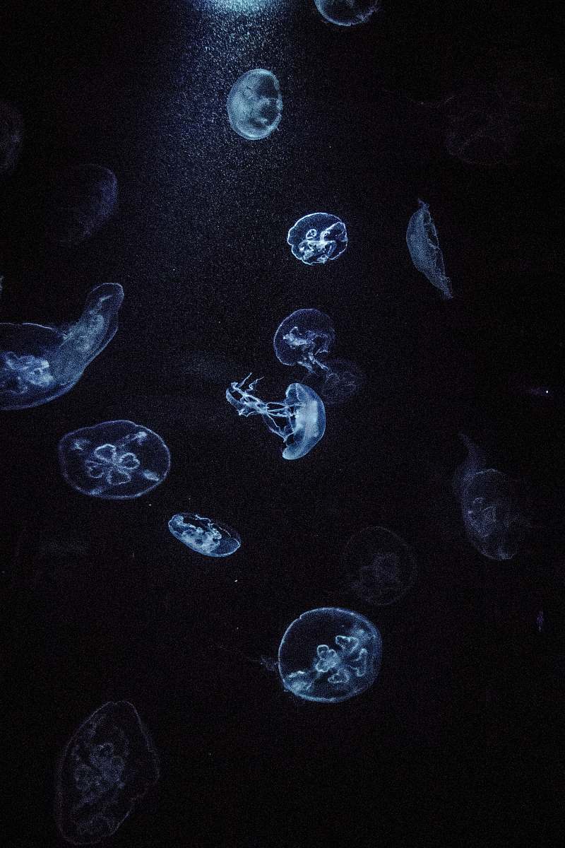 jellyfish underwater photography of jellyfish sea life