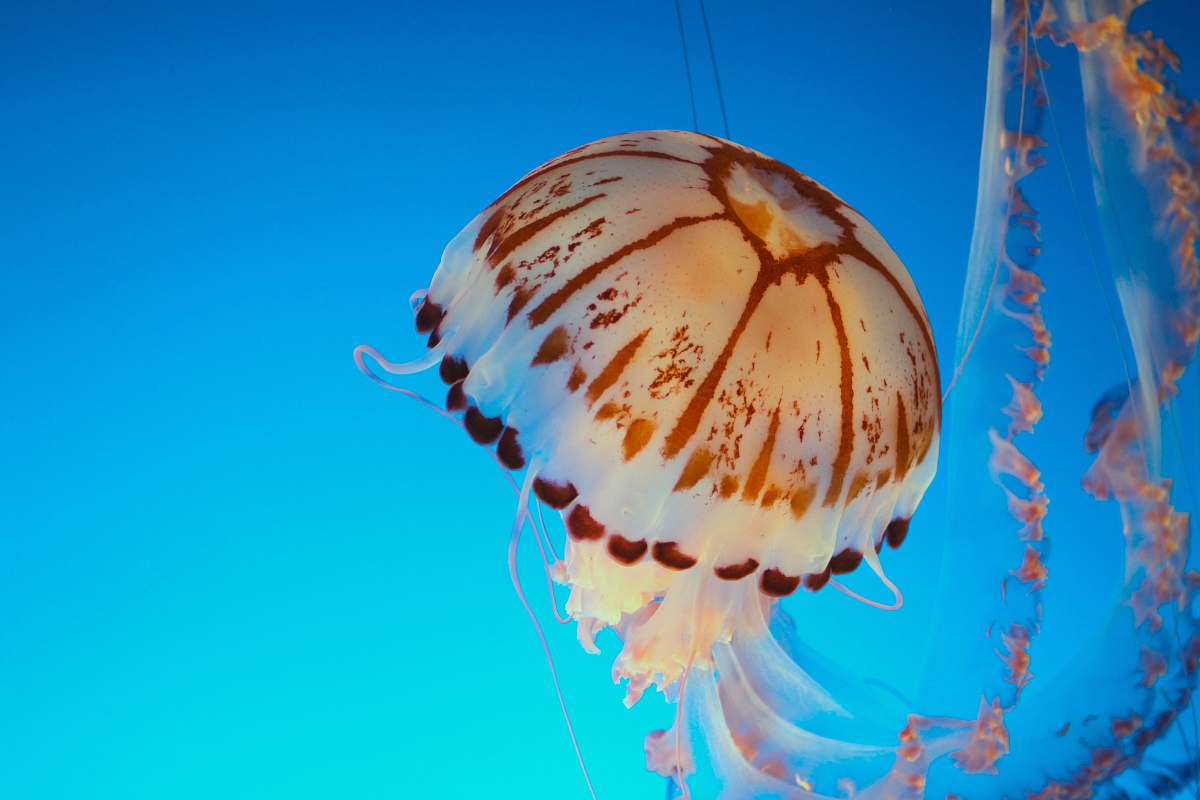 jellyfish underwater photography of white and brown jellyfish invertebrate
