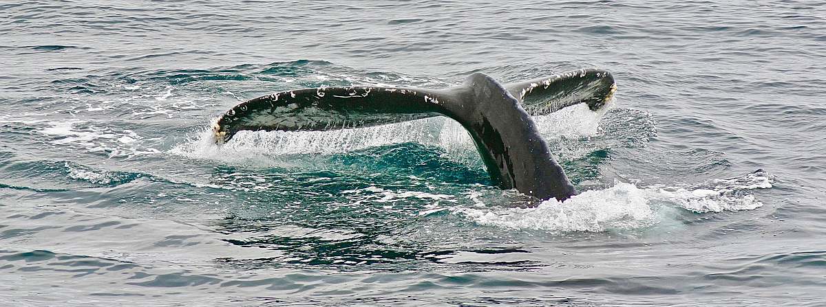 whale whale tail taken on sea\ newport beach