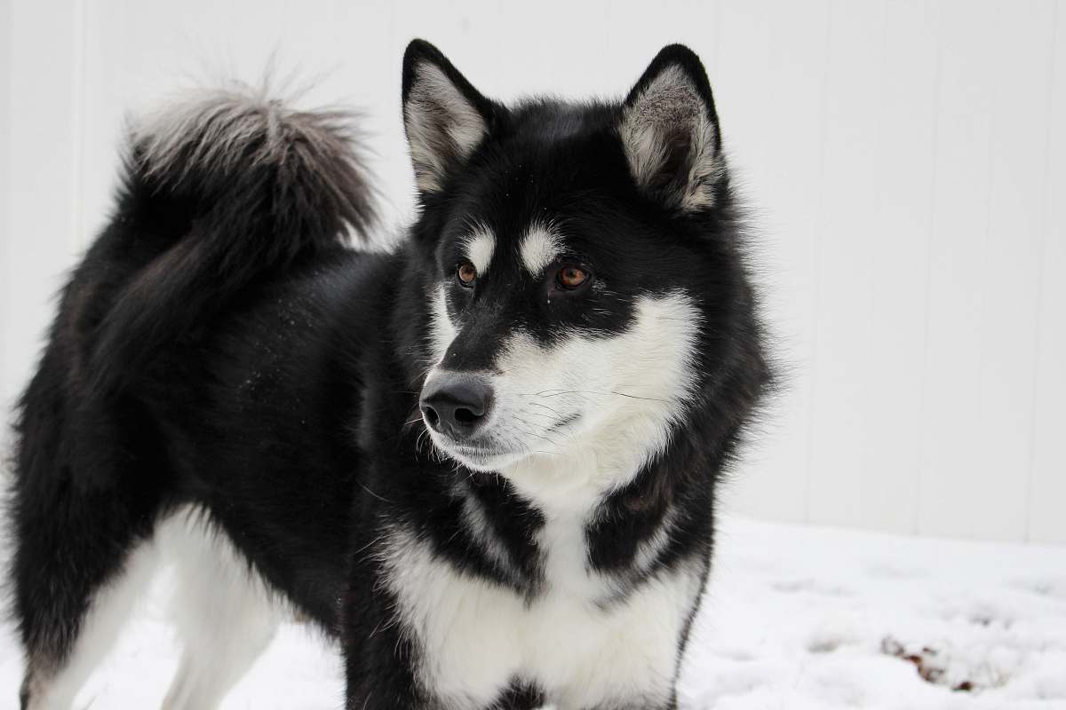 dog white and black Siberian husky husky