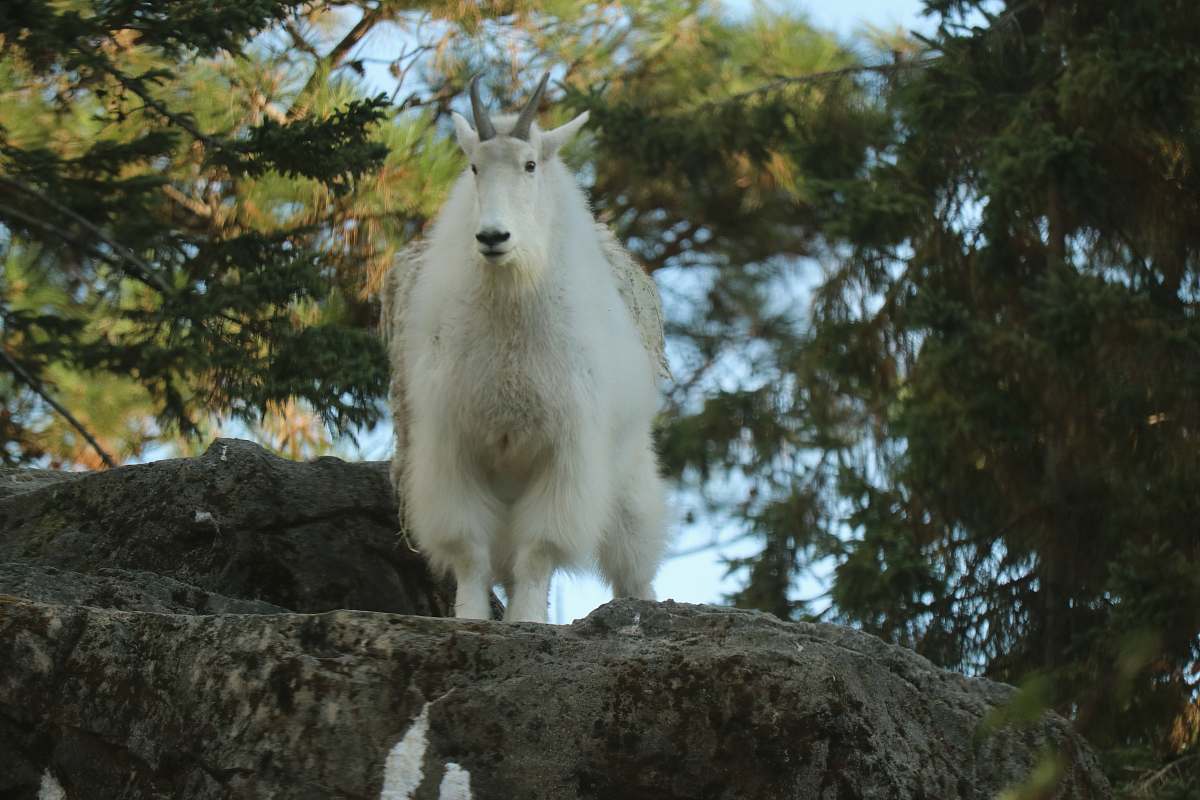 goat white animal standing during daytime mammal