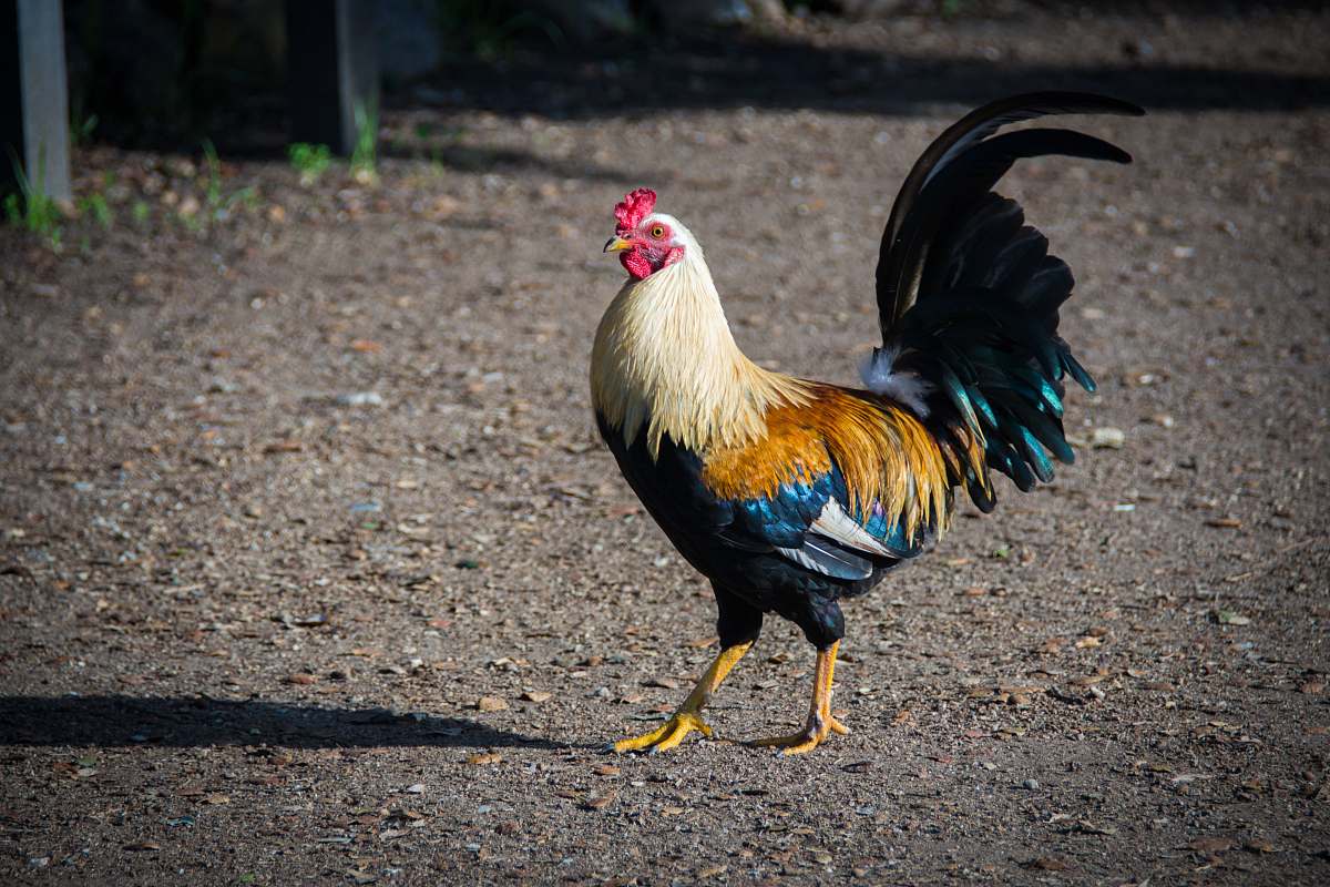 chicken white rooster standing on ground bird