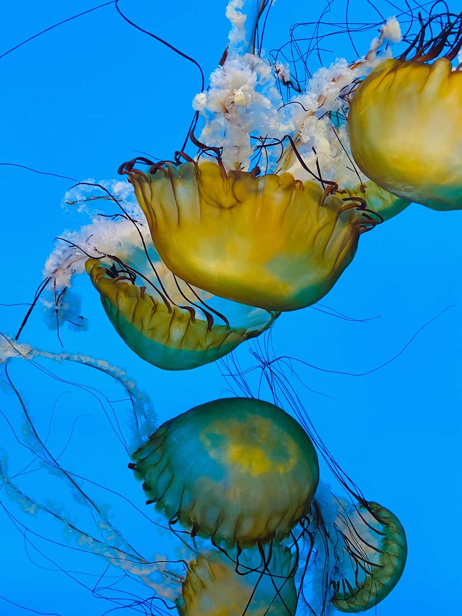 invertebrate yellow jellyfish in blue water jellyfish