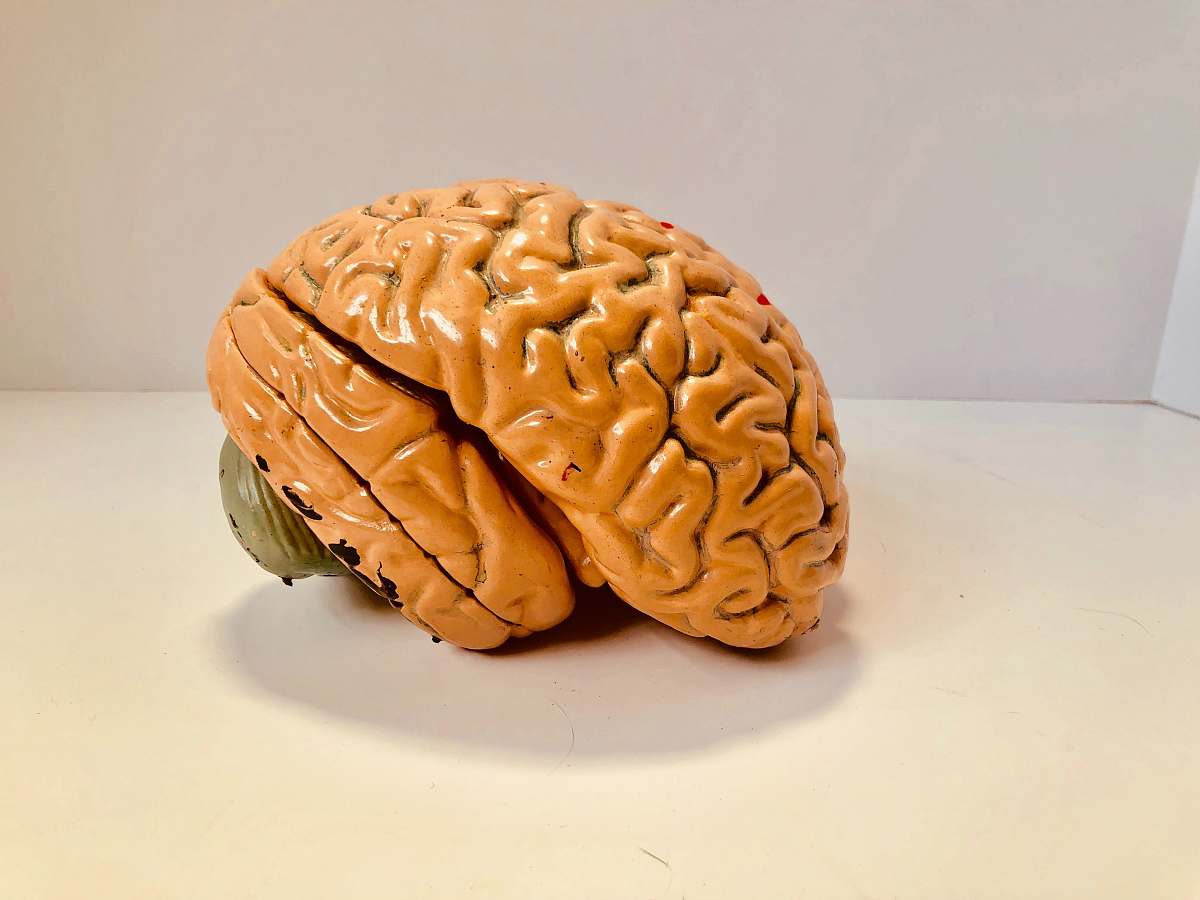 clothing human brain figurine plant