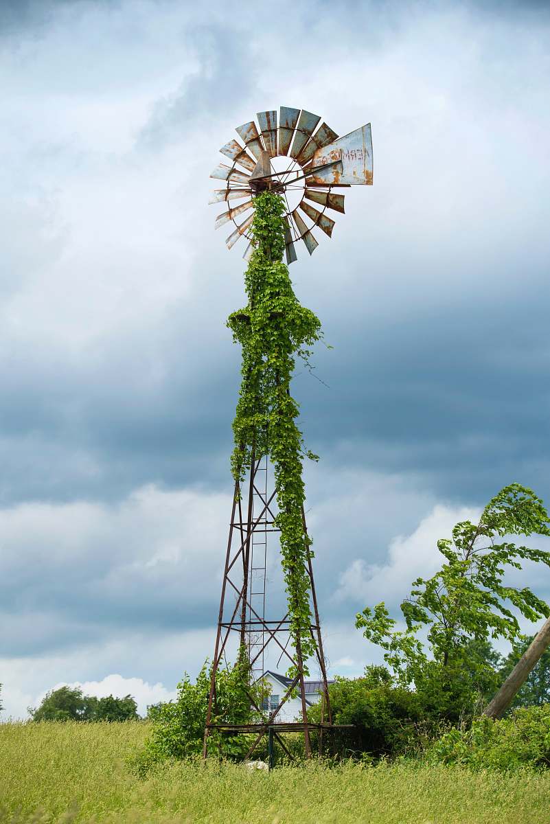 flora black and gray windmill with vine plants palm tree