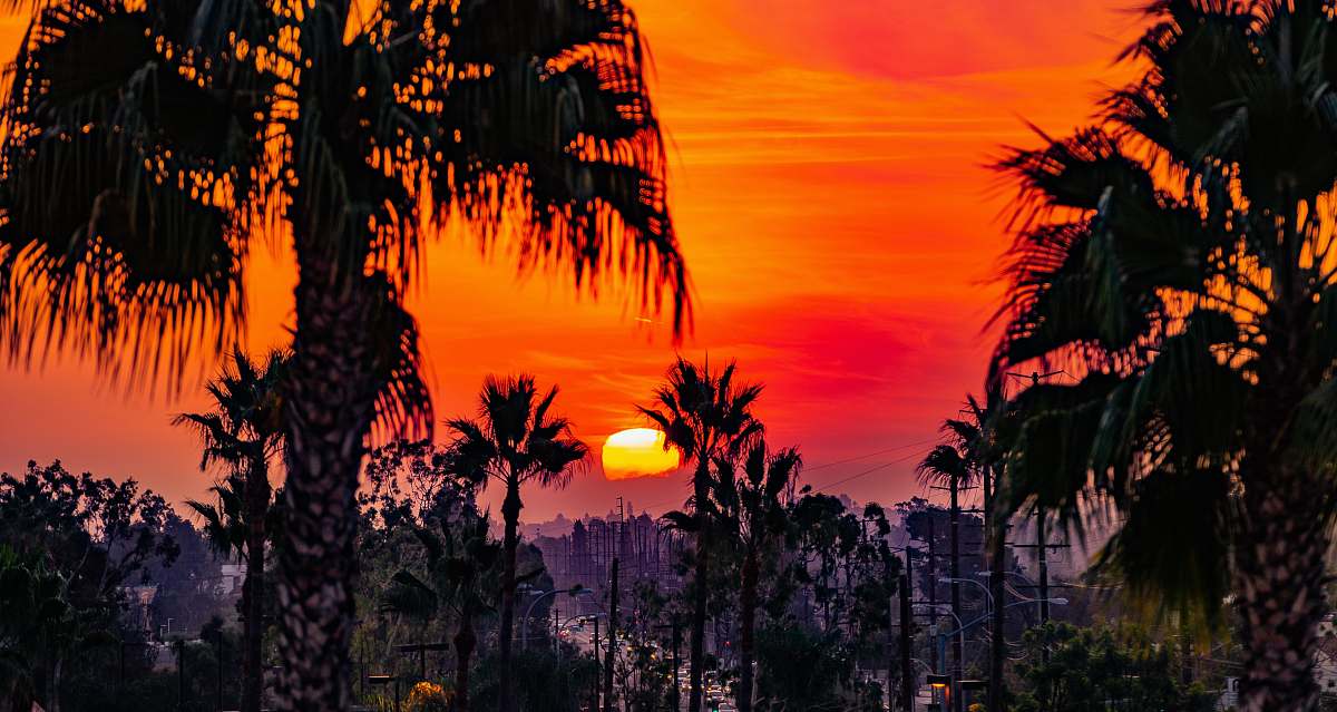 flora silhouette photography of trees palm tree
