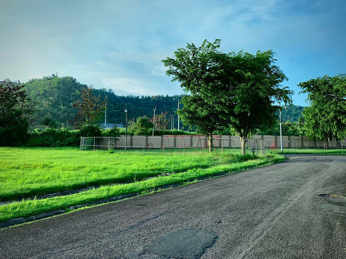 tarmac green tree on green grass field during daytime road