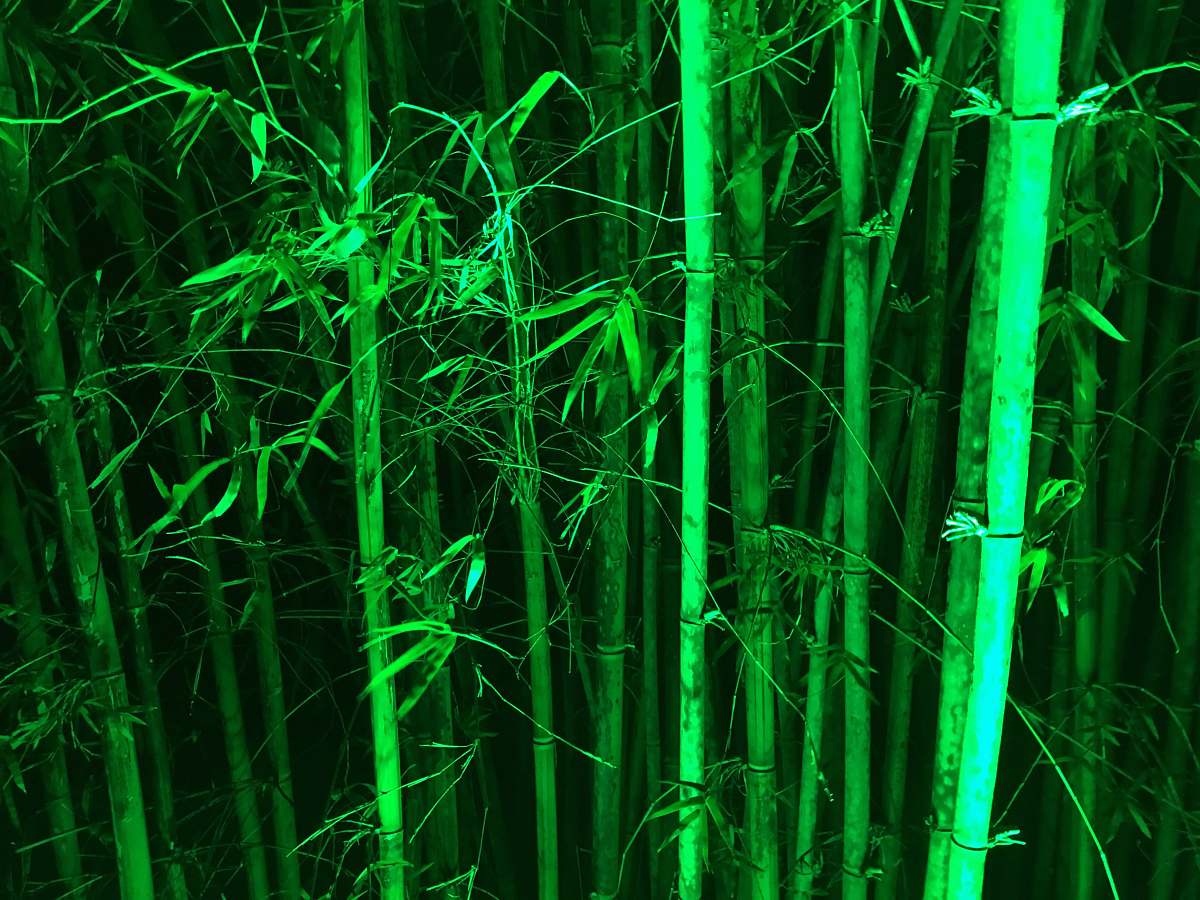 plant bamboo steams flora