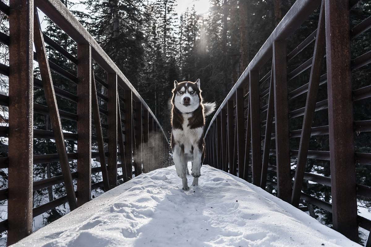 handrail running dog in bridge animal