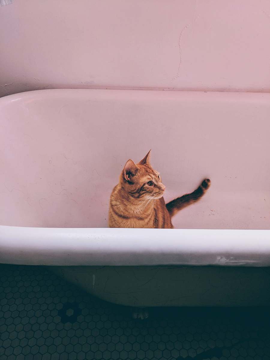 tub orange tabby cat inside bathtub animal