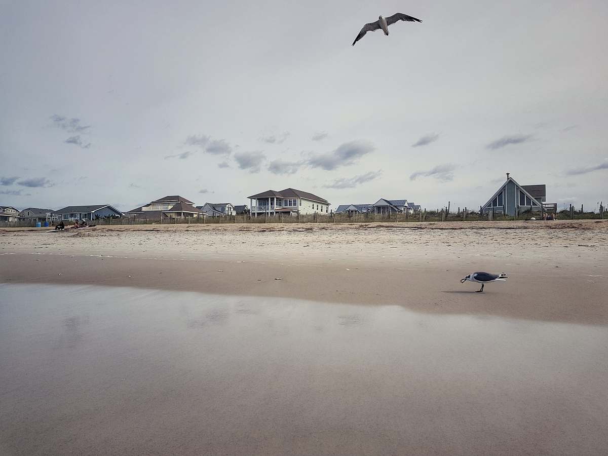 coast two gray bird near building under gray sky nature