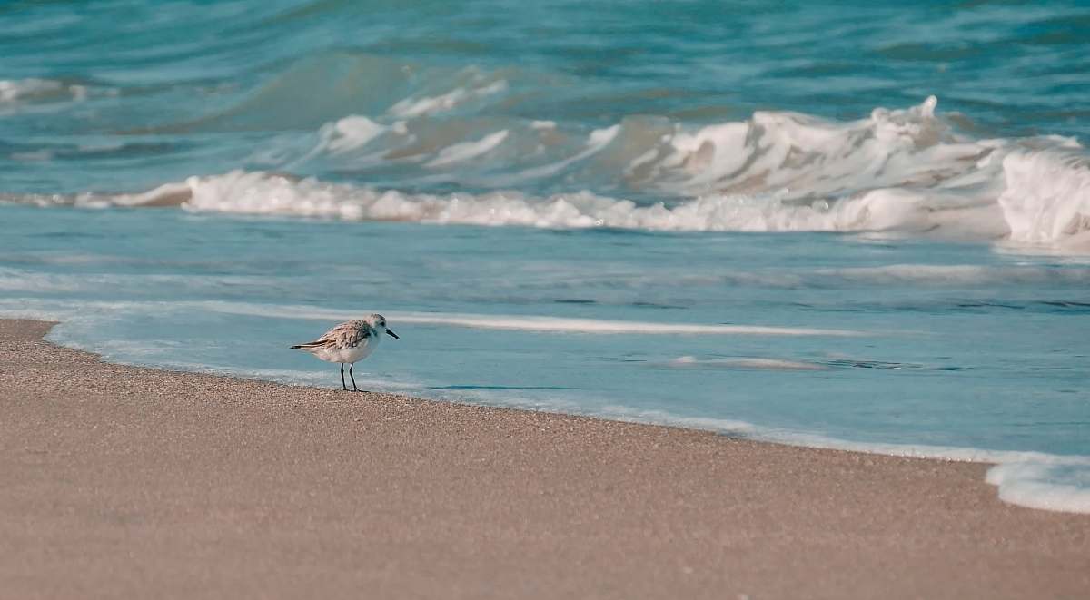 ocean white bird perch on gray sands beside a body of water water