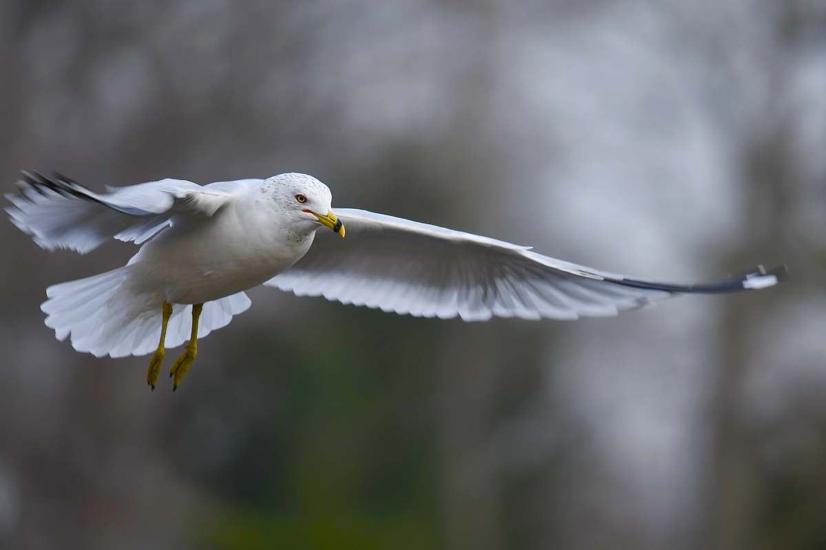 bird selective focus photography of flying white bird grey